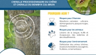Campagne collective : la chenille processionnaire