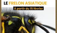 Campagne collective : lutte contre le frelon asiatique